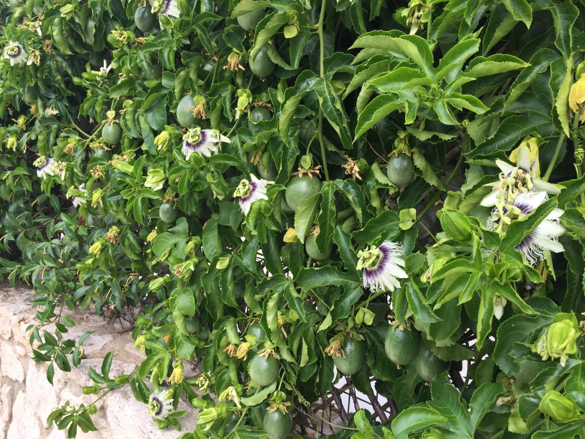 Bio Garden Stonehouse Villa Gonia Exterior photo